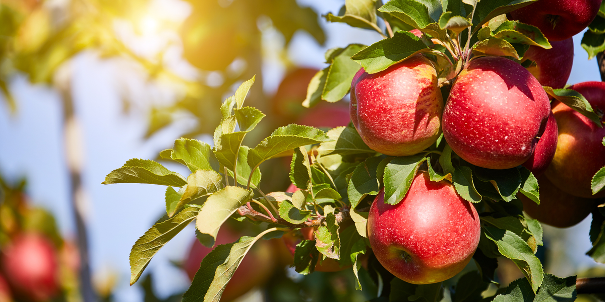 Pommes rouges dans un pommier – Les Malins Futés